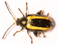 Phyllotetra undulata